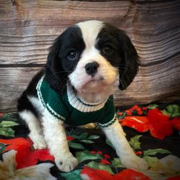 Cavalier King Charles Spaniel Puppies from Krawczyk's House of Cavaliers
