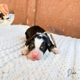 Dixie - Tri-color female Bernedoodle puppy in Wamego, Kansas from Doodles of Oz