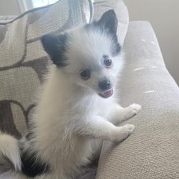 Charlee - Black and white female Pomsky puppy in Fallon, Nevada from Amazing High Desert Pomskys