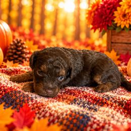 Fudge - Chocolate female Cavapoo puppy in Myrtle Beach, South Carolina from Colorful-K9'S