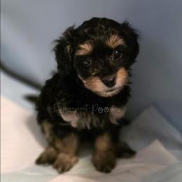 Henry - Blue and tan male Yorkipoo puppy in Coolidge, Arizona from Effervescent-Pooches