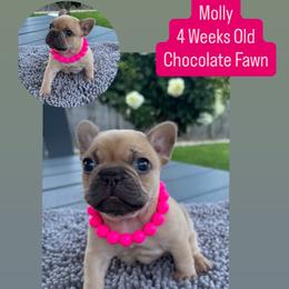 French Bulldog Puppies from Furever Faithful Frenchies LLC