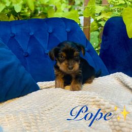 Yorkshire Terrier Puppies from Celestial Family Terriers (Yooper Yorkies)