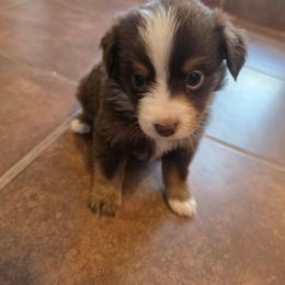 Luna - Red & white female Miniature Australian Shepherd puppy in Las Vegas, Nevada from Marii's Aussies