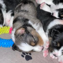 Miniature American Shepherds and Miniature Australian Shepherds from Westeros Mini American Shepherds