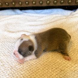 Boy 2 - Seal and white male Boston Terrier puppy in Arlington, Washington from Valerie’s Boston Terriers