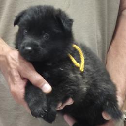 Boy 4 Yellow - Sable male German Shepherd puppy in Lake George, Colorado from High Country German Shepherds