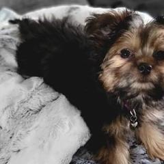 Australian Shepherds, Boerboels, Shorkies, and Yorkshire Terriers from SATA Kennels