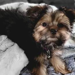 Australian Shepherds, Boerboels, Shorkies, and Yorkshire Terriers from SATA Kennels