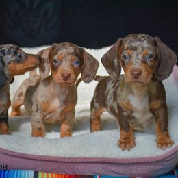 Dachshund Puppies from Orchard Dachshunds