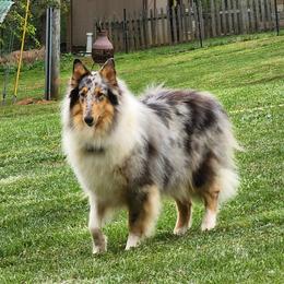 Lady - Collie