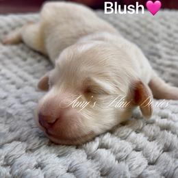 Blush - Cream female Dachshund puppy in Jena, Louisiana from Amy’s Mini Doxies
