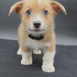German Shepherd and Pembroke Welsh Corgi Puppies from J&R Shepherds & Corgis