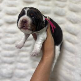 Pink girl - Tri-Roan female English Springer Spaniel puppy in Fairfield, California from Goldridge Springers
