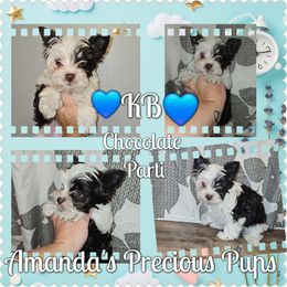 Benji - Chocolate, tan and white male Yorkshire Terrier puppy in Wartburg, Tennessee from Amanda's Precious Pups