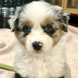 Fleur - Blue merle female Miniature American Shepherd puppy in Scotland, Connecticut from Greenwood Acres Kennel