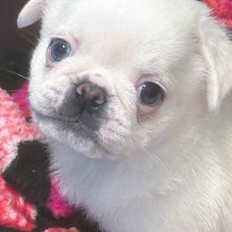 George - Cream male Pug puppy in Morgantown, West Virginia from Groovy Pugs