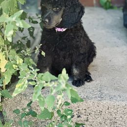 Poodle Puppies from Powder Puff Poodles