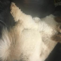 Aussiedoodles, Australian Shepherds, and Poodles from Debbies Aussies NWA/Debbies Doodles NWA