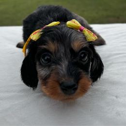 Jill - Dapple female Dachshund puppy in Athens, Alabama from Weidenthal Dachshunds