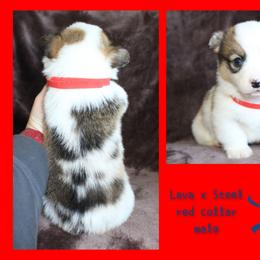 Red Male - White and red male Pembroke Welsh Corgi puppy in Wayne City, Illinois from Lash Livestock & Corgis