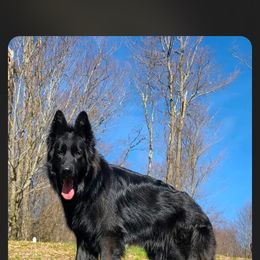 Karla - Black female German Shepherd puppy in Elkton, Maryland from ShadyOak Long Coat German Shepherds