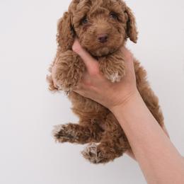 Australian Labradoodle Puppies from New England Labradoodles