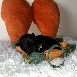 Belgian Malinois Puppies from Z Domu Niedzwiedzia Malinois