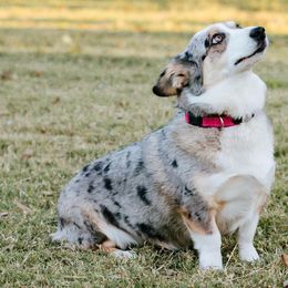 Pembroke Welsh Corgis from Steele Family Farms