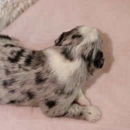 Miniature Australian Shepherd Puppies from Garay Mini Aussies