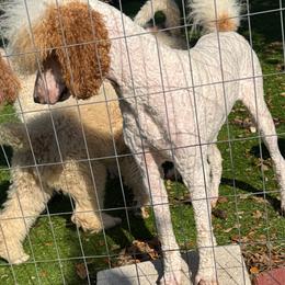 Poodle puppies from Feathers and Hooves Buckley Farms