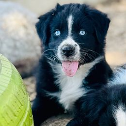 Daisy - Black & white female Australian Shepherd puppy in Hempstead, Texas from Young Gun Aussies