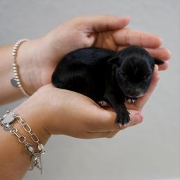 Garrett - Black tri-color male Australian Shepherd puppy in Bertram, Texas from Ashley’s Australian Shepherds