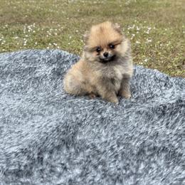 Pomeranian puppies from Puppies Forever 💙❤️🐶