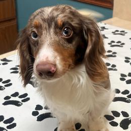 Brekken - Dachshund
