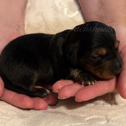 Mint - Black and tan female Dachshund puppy in Jonesboro, Illinois from Twin Hills Dachshunds