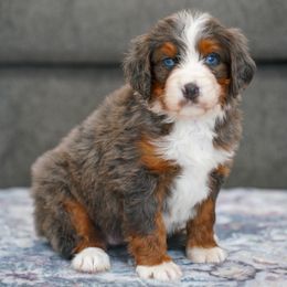 Layla - Merle female Bernedoodle puppy in Dundee, Ohio from Down Home Doodle