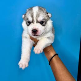 Argos - Sable and white male Siberian Husky puppy in Knoxville, Tennessee from The Siberian Empire