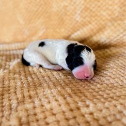 Sweet Pea (Sweetie) - Parti female Labradoodle puppy in Elizabeth City, North Carolina from Howdy Doodles
