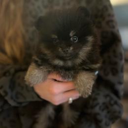 (Molly) - Black and tan female Pomeranian puppy in Zavalla, Texas from Precious Puff Poms