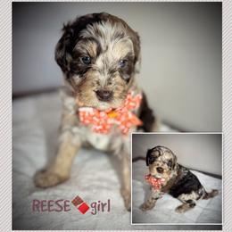 REESE - Brown merle female Aussiedoodle puppy in Houston, Texas from Jomelkin Furry Pals