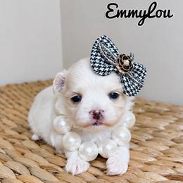 EmmyLou - White female Maltese puppy in Morehead, Kentucky from Paw Perfect Pets