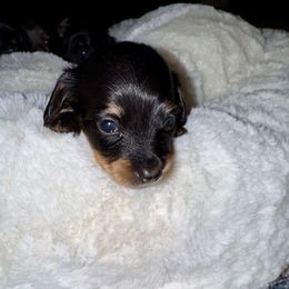 Penny AKC Full Rights - Black and tan female Dachshund puppy in Magnolia, Texas from J&R Macias Dachshunds