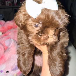 Aurora - Lilac female Shih Tzu puppy in Ocean Springs, Mississippi from Wood Foo Breeders