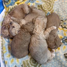 Assorted Doodle Crosses puppies from Kovalenko Poodles