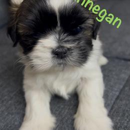Finnegan - Brindle and white male Shih Tzu puppy in Vernon, New Jersey from Calta’s Cute Shih Tzu