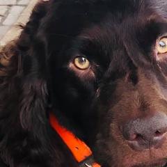 Ransom - Boykin Spaniel