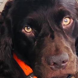Ransom - Boykin Spaniel