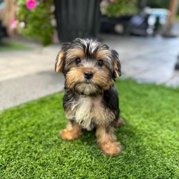 Yellow collar - Black and tan female Yorkshire Terrier puppy in Massachusetts from Happy Tail Yorkies and Maltese
