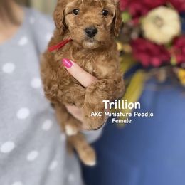 Bernedoodle, Cavapoo, Goldendoodle, and Poodle Puppies from Gypsi Doodles & Poodles